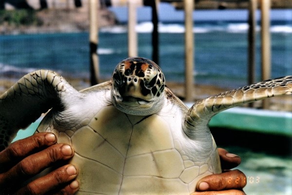 2002 Bequia A Hawksbill Turtle on the Farm