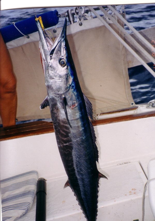 2002 Saint Vincent On our passage north we land a Wahoo