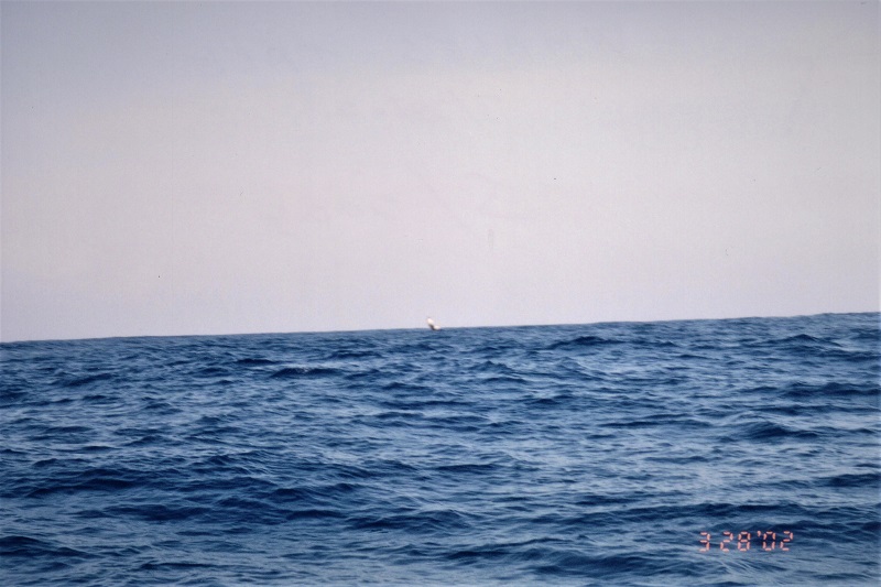 2001 A Whales tail of of St Vincent