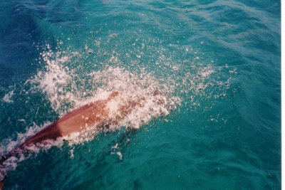 More dolphins entertain us as we
            sail in open deep water to San Salvador