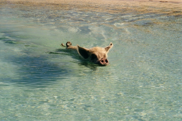 A swimming pig from Big Majors greets us