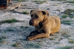 Luki the mascot for the Blanquila Military
        Base