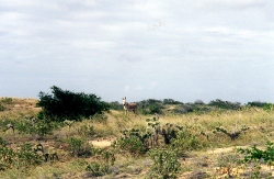 Wild Donkeys left
        by early explorers populate the Island
