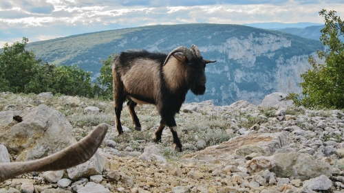 2013 South
        France A wilde goat in the Hills