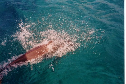 Dolphins escorted us up the coast of Panama enroute to
        Kuna Yala