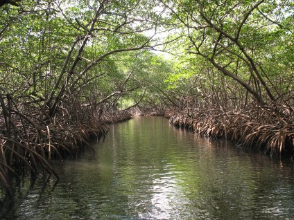 Mangrove dinghy Channel on way to Panamarina