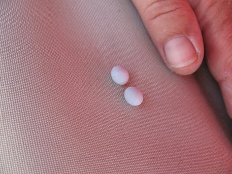 Iguana eggs we found under one of Tundras storage
        tarps