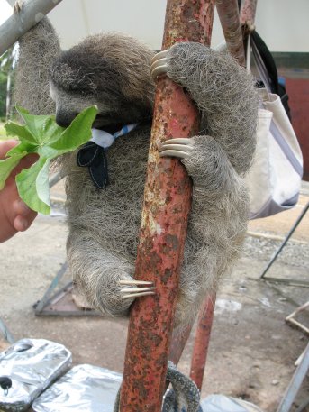 Kendals sloth has a snack and has grown over the past
        summer
