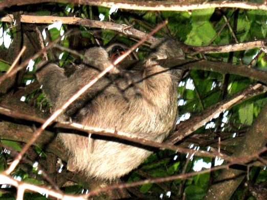 A Sloth we found in the wild on one of our hikes in the
        nearby forest