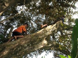 Boys climbing tree to pick fruit in the Rio Diablo
