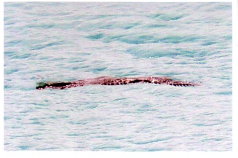 The elusive Caiman swims by Tundras beam