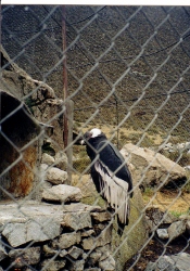 A Giant Condor said
        to be the largest bird in the world