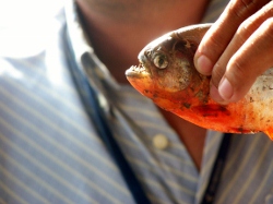 Piahrana fish caught by Kathy in the Orinoco River
          Venezuela