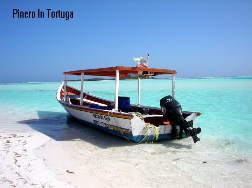 A Venezuelan Pinero on the beach in
            Tortuga